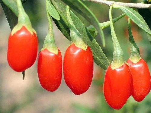 枸杞原浆爆料怎么做的视频,一招解锁健康养生新方式 第2张 枸杞原浆爆料怎么做的视频,一招解锁健康养生新方式 第2张