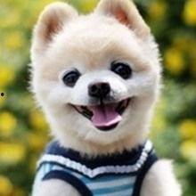 吃瓜卖萌宠物小说免费阅读,吃瓜卖萌，宠你成瘾