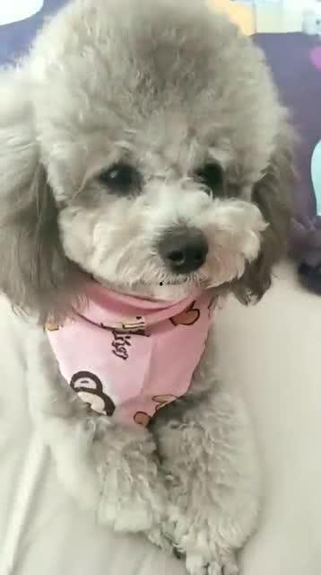 看萌狗最新爆料视频网站,揭秘热门视频网站背后的精彩瞬间  第2张