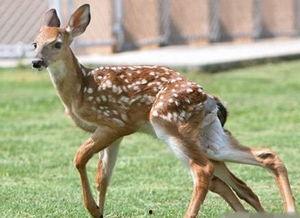 广州新闻爆料小鹿,小鹿爆料揭示城市生活新视角 第2张 广州新闻爆料小鹿,小鹿爆料揭示城市生活新视角 第2张