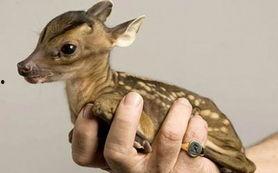 广州新闻爆料小鹿,小鹿爆料揭示城市生活新视角 第3张 广州新闻爆料小鹿,小鹿爆料揭示城市生活新视角 第3张