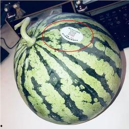 网红照片吃瓜,揭秘幕后真相,带你领略网络红人的魅力与争议 第2张 网红照片吃瓜,揭秘幕后真相,带你领略网络红人的魅力与争议 第2张