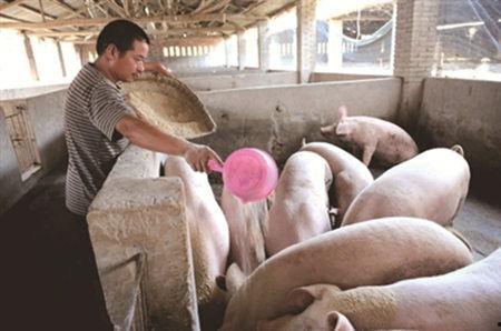 网红杀猪饲料爆料视频,视频爆料揭露惊人真相