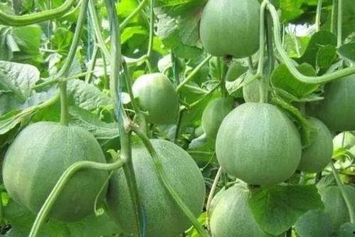 甜瓜生物爆料视频在线观看,揭秘神秘生物世界  第2张