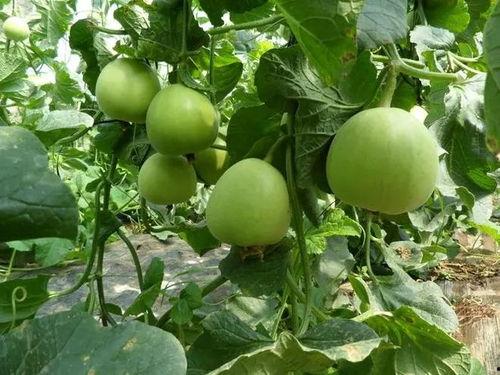 甜瓜生物爆料视频在线观看,揭秘神秘生物世界  第3张