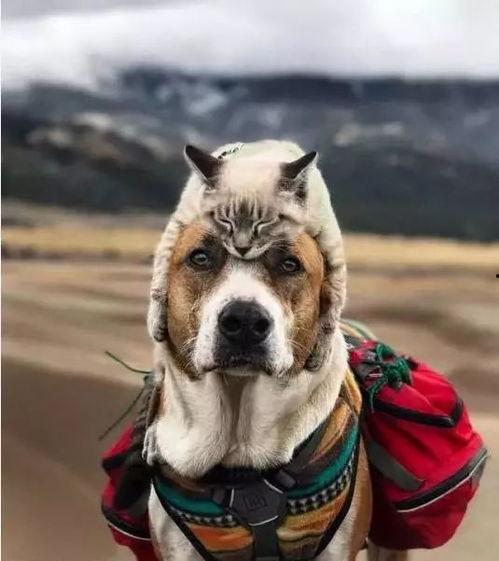 娱乐吃瓜酱女生养的狗,揭秘娱乐吃瓜酱女生的心头爱宠 第3张 娱乐吃瓜酱女生养的狗,揭秘娱乐吃瓜酱女生的心头爱宠 第3张