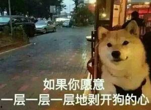 大爆料的真实故事视频,真实故事背后的惊人真相