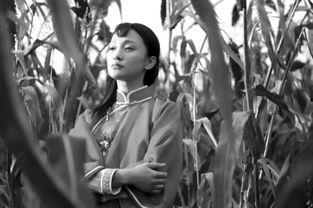 红高粱电视剧全集在线观看48集 第2张 红高粱电视剧全集在线观看48集 第2张