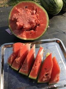 吃瓜区的网红,揭秘吃瓜区网红的崛起之路 第2张 吃瓜区的网红,揭秘吃瓜区网红的崛起之路 第2张