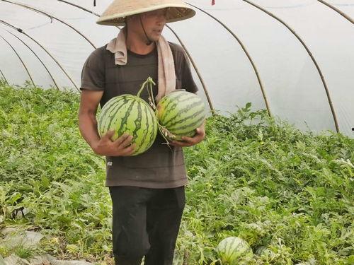 河南免费吃瓜,免费吃瓜活动来袭,清凉一夏共享欢乐 第3张 河南免费吃瓜,免费吃瓜活动来袭,清凉一夏共享欢乐 第3张