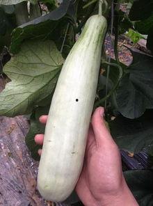 在哪里吃网红瓜最多呢,探寻全国最热门的“吃瓜”圣地  第3张