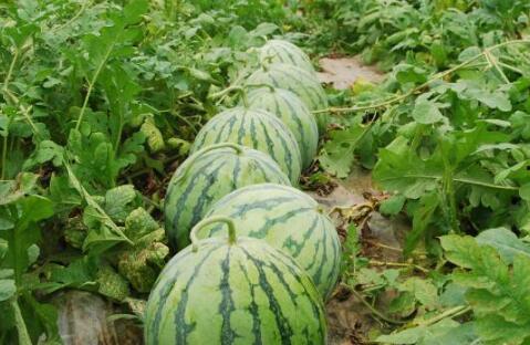 新泰大瓜爆料视频最新,揭秘惊人内幕，真相令人震惊！