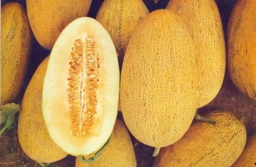 新疆网红求瓜吃,瓜香四溢引网友热议 第2张 新疆网红求瓜吃,瓜香四溢引网友热议 第2张