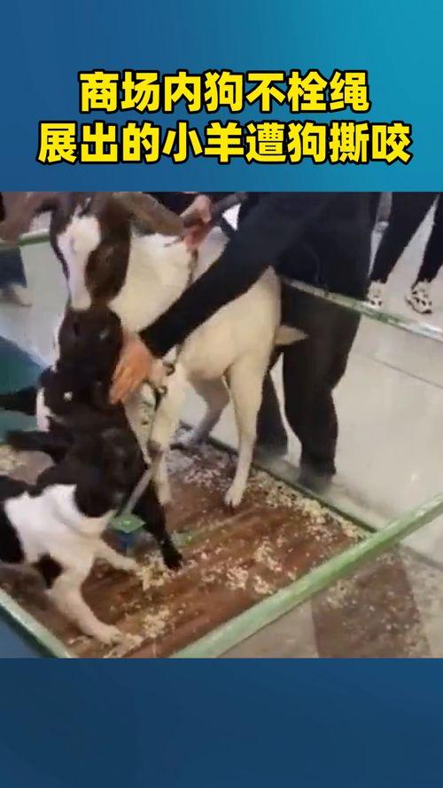 是谁爆料小羊的视频,真相令人震惊 第3张 是谁爆料小羊的视频,真相令人震惊 第3张