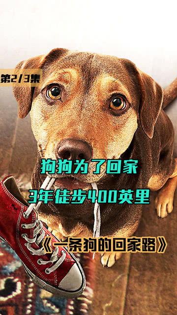 流浪狗电影在线观看,温情守护,逆境重生 第2张 流浪狗电影在线观看,温情守护,逆境重生 第2张