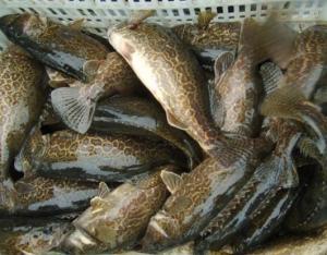 鳜鱼养殖爆料视频大全下载,视频大全下载，养殖技巧一网打尽