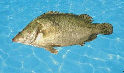 鳜鱼养殖爆料视频大全下载,视频大全下载，养殖技巧一网打尽  第2张