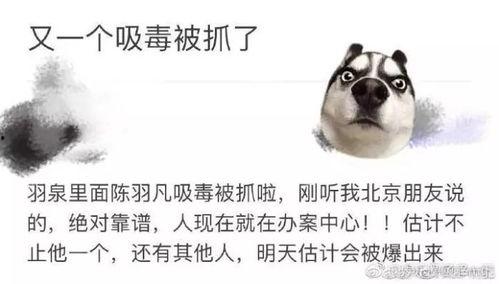 网友爆料收狗是真的吗视频,收狗视频真相揭秘,真相令人震惊! 第2张 网友爆料收狗是真的吗视频,收狗视频真相揭秘,真相令人震惊! 第2张