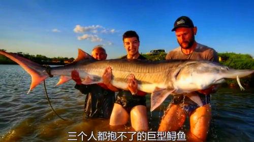 鲨鱼视频爆料,揭秘娱乐圈幕后真相  第2张